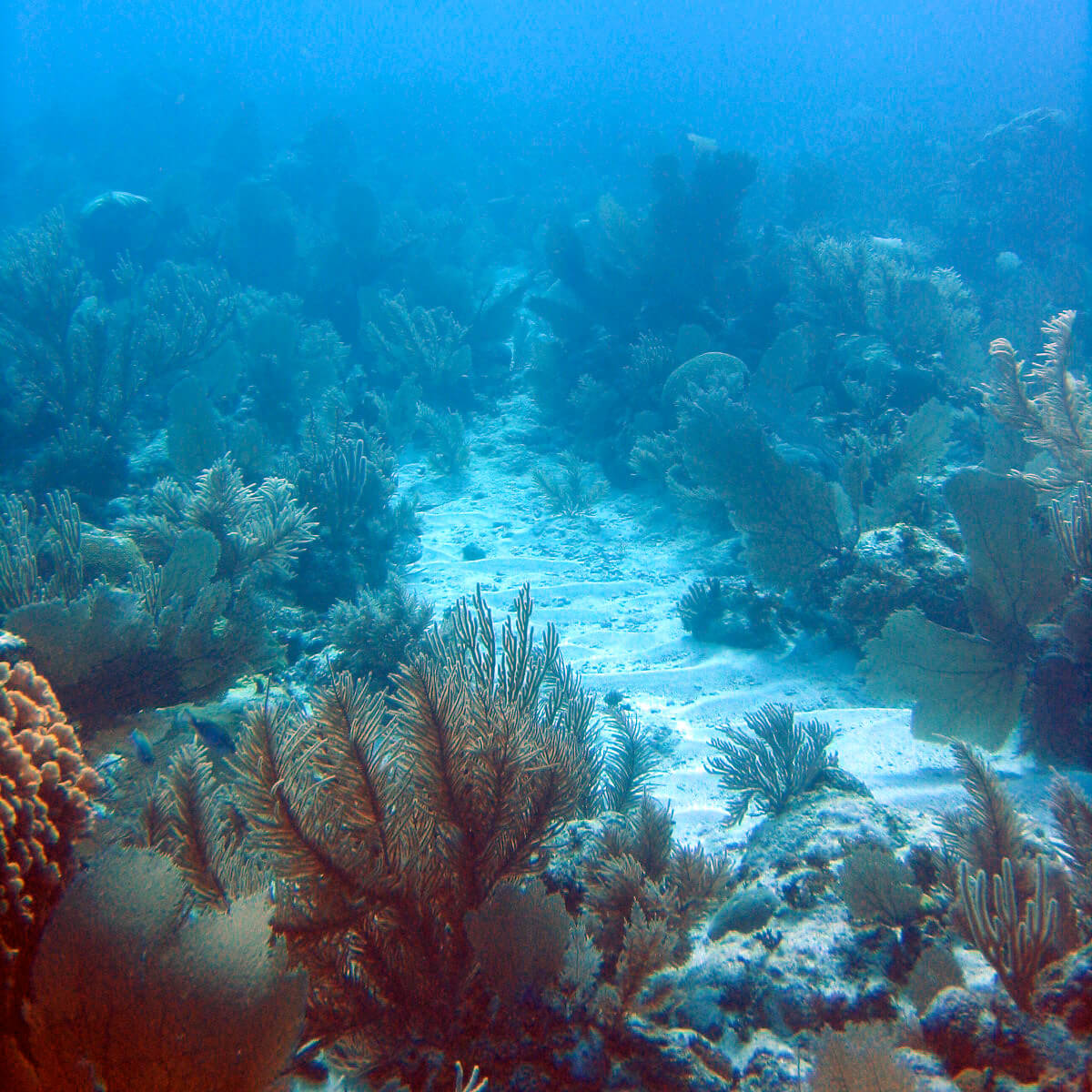 Modern Fore Reef Environment Belize
