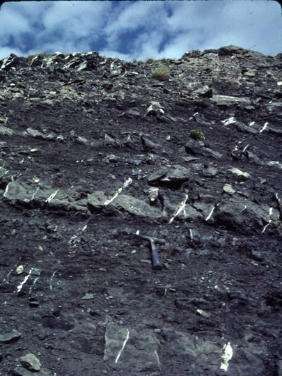 Multiple tensile fractures (now filled with white cement) in Cretaceous source rock shales found in Arctic National Wildlife Refuge, North Alaska. Fractures filled with cements may be a more effective seal than the un-fractured shales